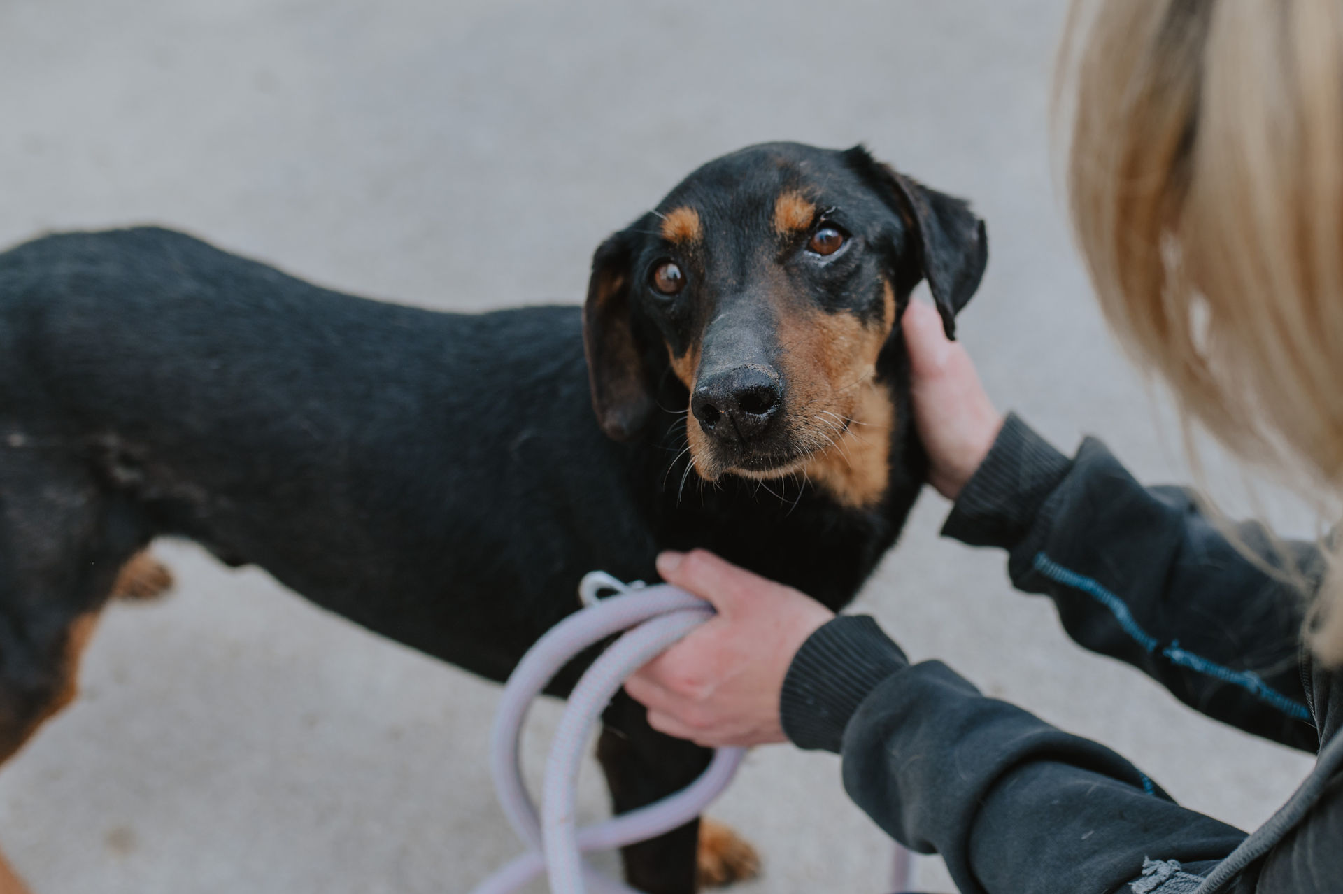 Eine Person streichelt einen schwarz-braunen Hund mit kurzem Fell und treuem Blick. Der Hund wird an einer hellen Leine gehalten und schaut direkt in die Kamera. Die Szene spielt sich auf einem grauen Untergrund im Freien ab.