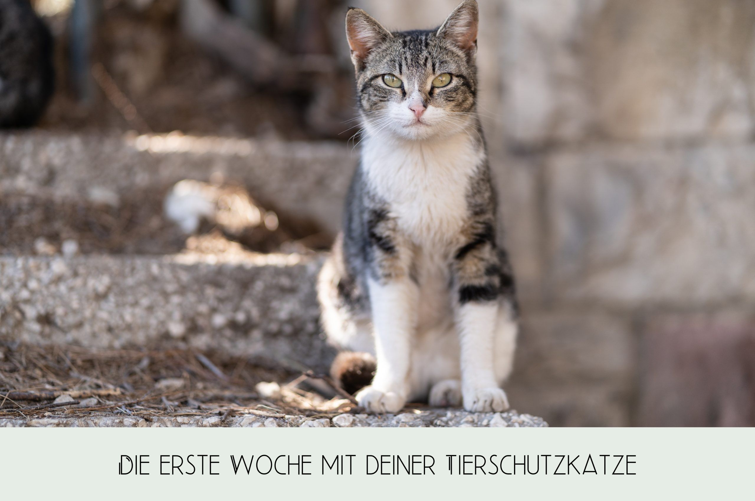 Die ersre Woche