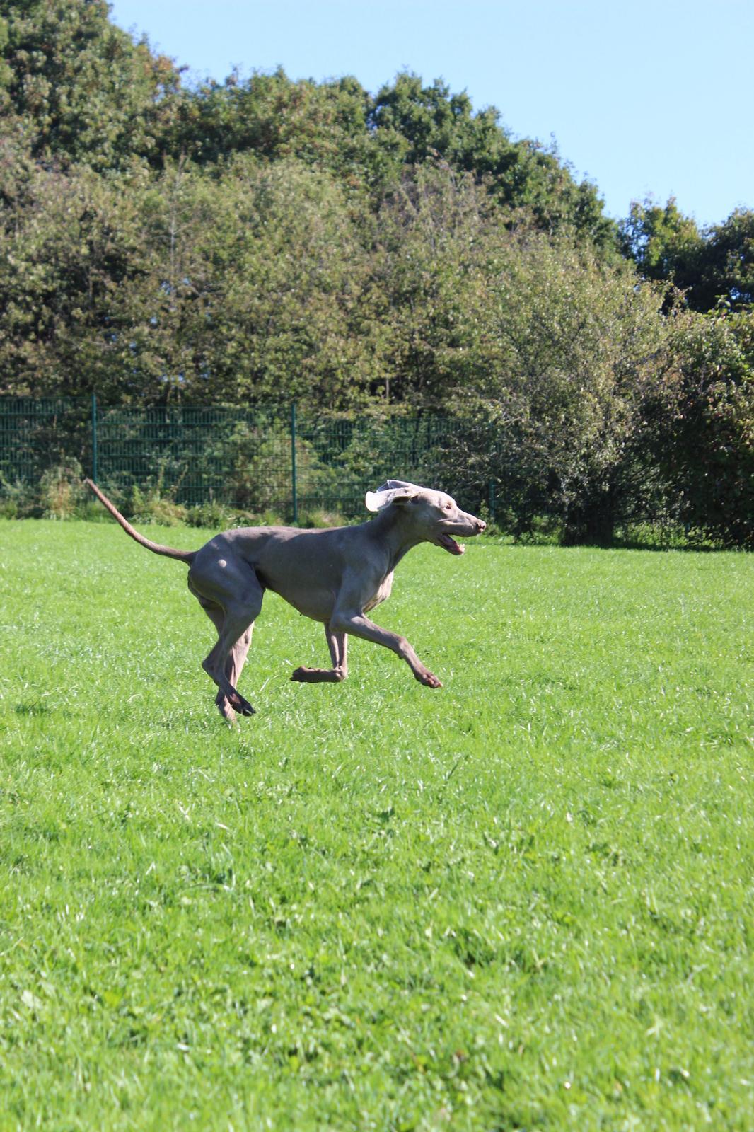 Cooper4