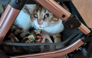 02bdcdfc-2300-4f09-bc0b-e3e3dfdebf97