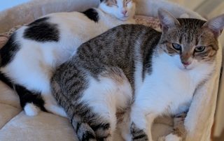 70bb850c-cfee-4bff-914d-8df9597ffc3e