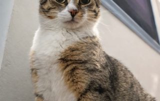 77773bdc-2f2d-4283-8235-d17e4cf5102a