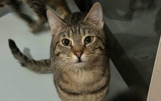 77cf3db5-b08f-4fec-a38a-0d71f011bf3d