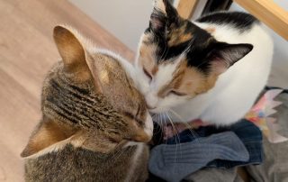 8251ddc9-f9ff-46a9-b77d-11eee2b8bfaf