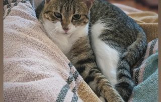 92cfe518-d594-4622-a8e9-333e631e03b8