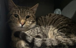 c3e85a90-df46-4379-b77d-c7e6c2eb88b2