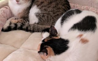 c817f689-e89b-4da1-88d4-89298830d07d