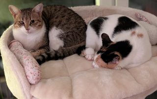 d4beefc1-bfee-4050-afbe-c235bf7f8202