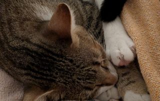 d99691e0-de9a-4cc0-a87b-69fc90f79f66