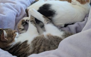 dd5db244-ba96-41bc-9223-388928086a40