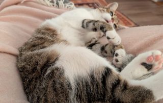 fdf0cbd2-1925-46eb-b3a5-7d14b80c3ee6