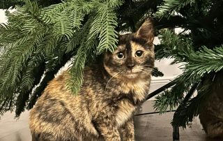 dfdce86e-1a7e-411c-83d1-ea00d24b9d6d