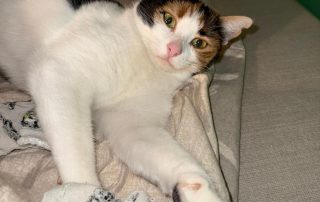 02435523-5e5f-4c9a-ab64-7bc382429fef