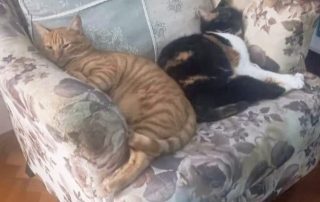 ba213870-6e8c-4fe6-8e3e-50e59839d81b