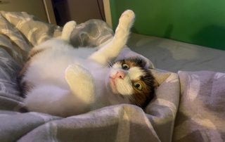 c725930f-9f44-437c-9e18-8da5e328b83b