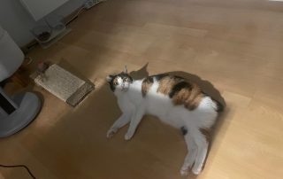 f884fca5-e4f7-4b65-a5b0-c42f607e11bd