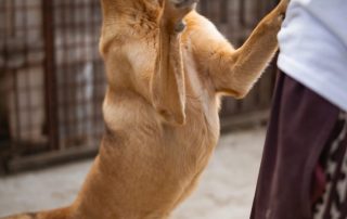 2026_Nordic-Strays-Bongo_00 (1)