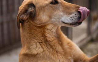 2026_Nordic-Strays-Bongo_00 (3)