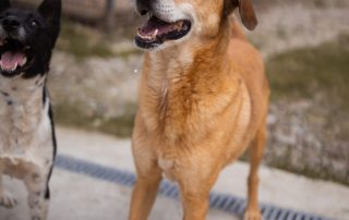 2026_Nordic-Strays-Bongo_00 (4)