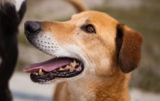 2026_Nordic-Strays-Bongo_00 (5)