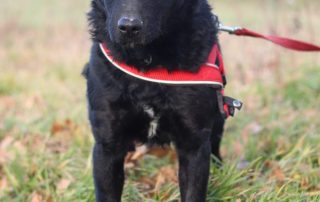 2026_Nordic-Strays-Bono_00 (1)