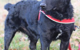 2026_Nordic-Strays-Bono_00 (2)