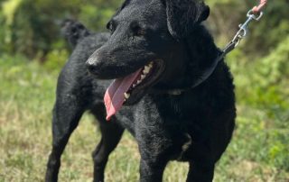 2026_Nordic-Strays-Bono_00 (4)