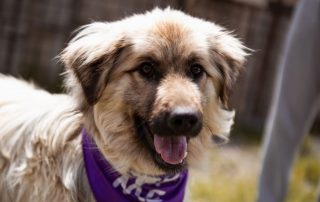 2026_Nordic-Strays-Denis_00 (1)