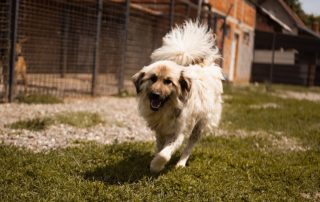 2026_Nordic-Strays-Denis_00 (3)
