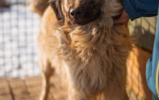 2026_Nordic-Strays-Denis_00 (5)