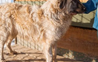2026_Nordic-Strays-Denis_00 (6)