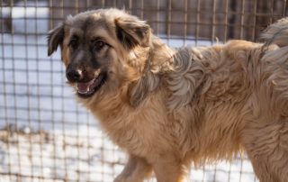 2026_Nordic-Strays-Denis_00 (7)