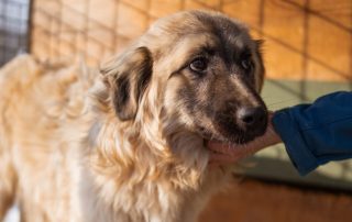2026_Nordic-Strays-Denis_00 (8)
