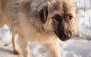 2026_Nordic-Strays-Denis_00 (9)