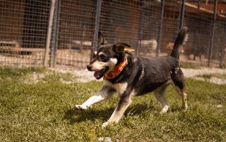 2026_Nordic-Strays-Dustin_00 (1)