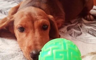 2026_Nordic-Strays-Jana_002