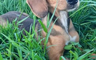 2026_Nordic-Strays-Jana_005