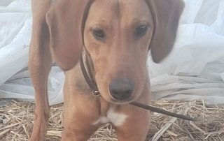 2026_Nordic-Strays-Jana_006