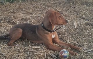 2026_Nordic-Strays-Jana_007