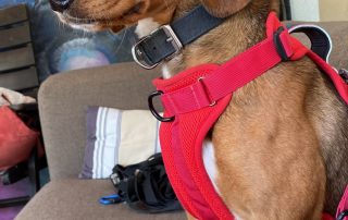 2026_Nordic-Strays-Jana_009