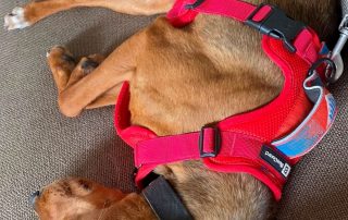 2026_Nordic-Strays-Jana_010