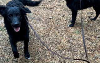 2026_Nordic-Strays-July-Mary_0004