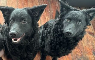 2026_Nordic-Strays-July-Mary_005