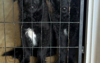 2026_Nordic-Strays-July-Mary_01