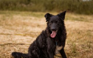 2026_Nordic-Strays-July_0017