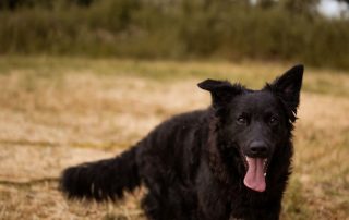 2026_Nordic-Strays-July_0018