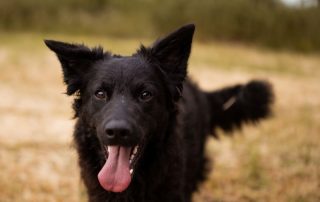 2026_Nordic-Strays-July_0019