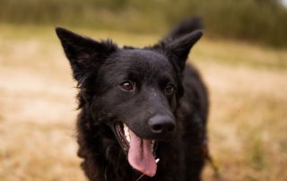 2026_Nordic-Strays-July_0020