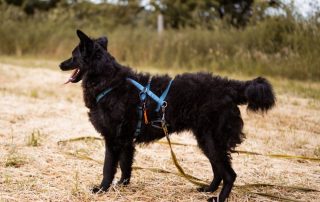 2026_Nordic-Strays-July_0021
