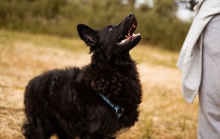 2026_Nordic-Strays-July_0023